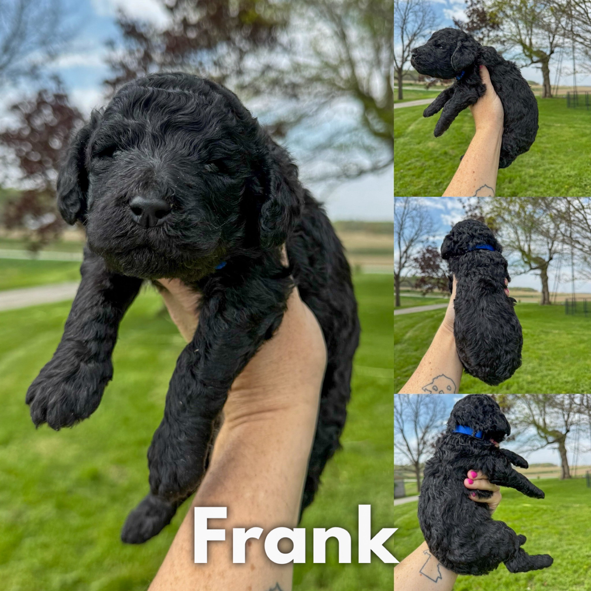 Frank 1